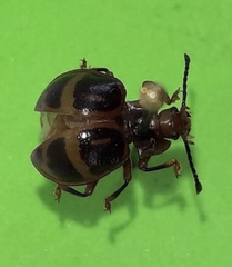 Corynomalus vestitus