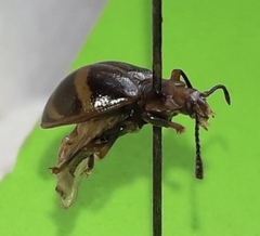 Corynomalus vestitus