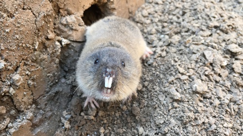 Northern Mole Vole