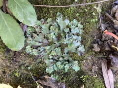 Marchantia paleacea