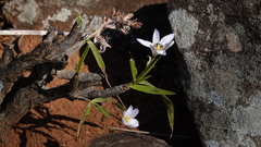 Xerophyta retinervis