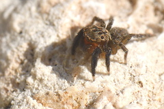 Euophrys rufibarbis