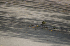 Pitangus sulphuratus