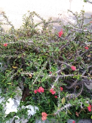 Euphorbia milii