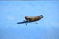 Dichromorpha elegans