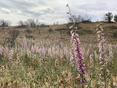 Delphinium camptocarpum