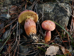 Xerocomellus armeniacus