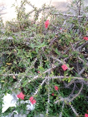 Euphorbia milii