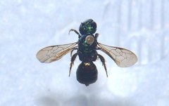 Calloceratina