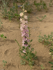 Delphinium camptocarpum