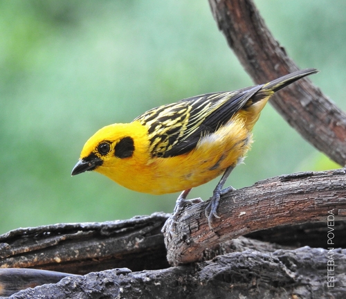 Golden Tanager (Tangara arthus), photo 5