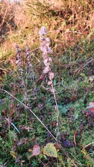 Omalotheca sylvatica