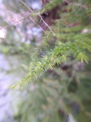 Asparagus setaceus