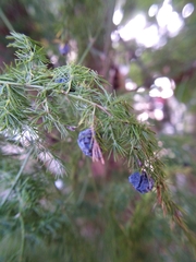 Asparagus setaceus