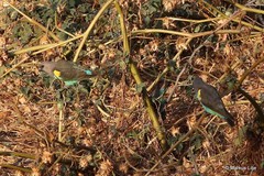 Poicephalus meyeri