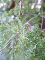Asparagus setaceus