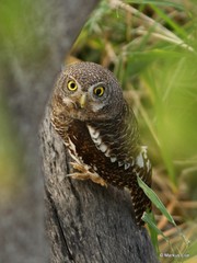 Glaucidium capense