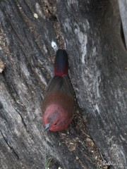 Lagonosticta rhodopareia