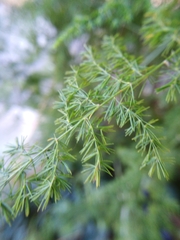 Asparagus setaceus