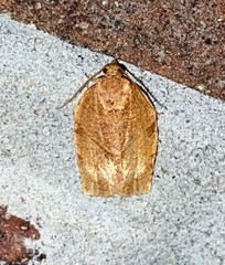 Choristoneura obsoletana