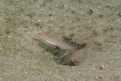 Amblygobius nocturnus