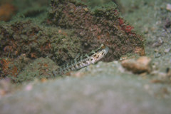 Cryptocentrus sericus