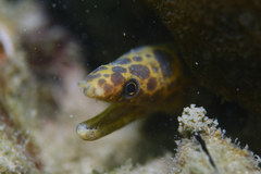Gymnothorax reevesii