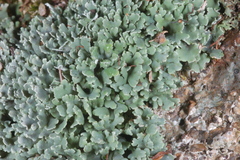 Cladonia petrophila
