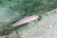 Valenciennea muralis