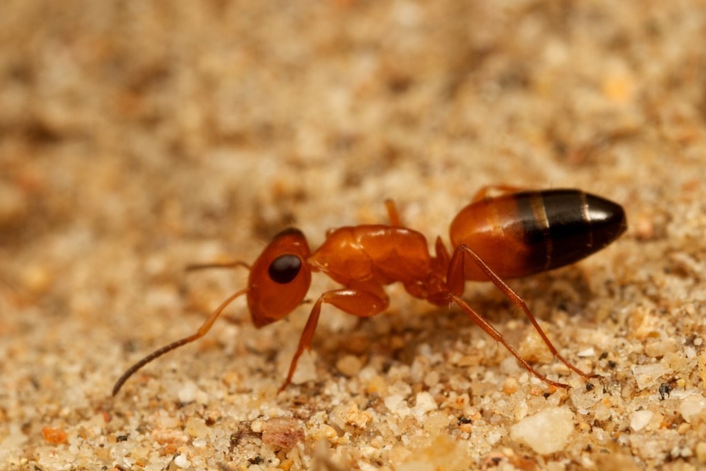 Haddon's Strobe ant