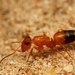 Strobe Ants - Photo (c) Ajay Narendra, some rights reserved (CC BY-NC-SA)