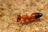 Haddon's Strobe Ant - Photo (c) Ajay Narendra, some rights reserved (CC BY-NC-SA)