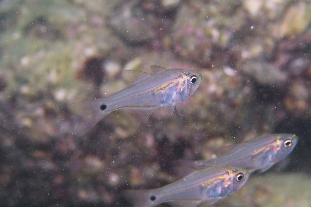 Bleeker's Cardinalfish