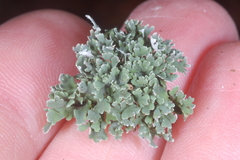 Cladonia petrophila