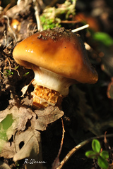 Cortinarius trivialis