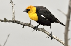 Xanthocephalus xanthocephalus