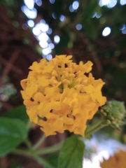 Lantana × hybrida