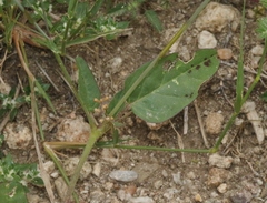 Boerhavia spicata