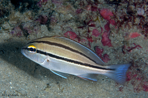 Photo of Rubberlip grunt (Plectorhinchus mediterraneus)