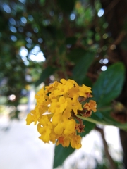 Lantana × hybrida