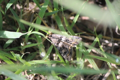 Melipotini