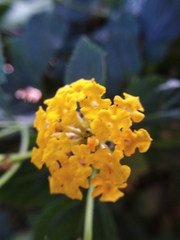 Lantana × hybrida