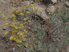 Acmispon dendroideus dendroideus