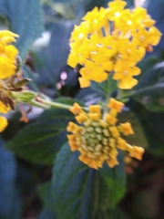 Lantana × hybrida