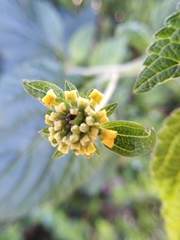 Lantana × hybrida