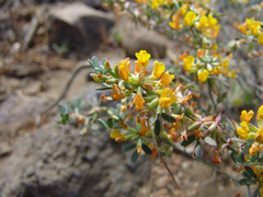 Acmispon dendroideus dendroideus