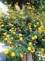 Lantana × hybrida