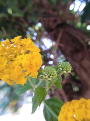 Lantana × hybrida