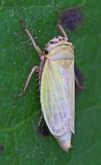 Handianus flavovarius