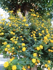 Lantana × hybrida